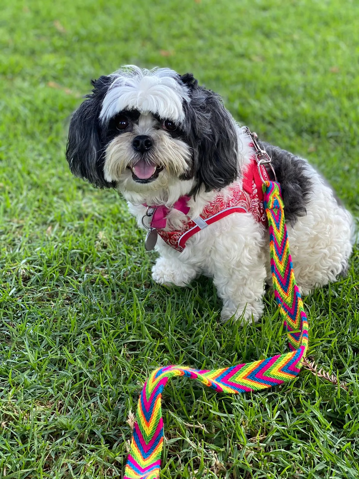 Multicolor Handmade Wayuu Pet Leash