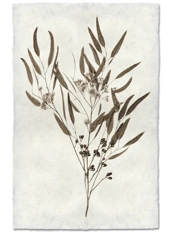 Nepalese Handmade Prints - Botanicals